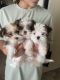 Shorkie Puppies for sale in Sacramento, CA, USA. price: $2,800