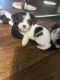 Shorkie Puppies for sale in Sacramento, CA, USA. price: $2,500