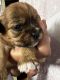 Shorkie Puppies for sale in Jacksonville, FL 32244, USA. price: $1,200