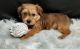 Shorkie Puppies for sale in Barstow, CA, USA. price: $500