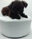 Shorkie Puppies for sale in Barstow, CA, USA. price: $500