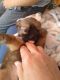 Shorkie Puppies for sale in Salineville, OH 43945, USA. price: $30,000