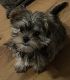 Shorkie Puppies for sale in Galesburg, IL 61401, USA. price: $1,800
