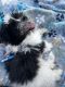 Shorkie Puppies for sale in Bowling Green, KY, USA. price: $600