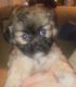 Shorkie Puppies for sale in 432 The North Chace, Atlanta, GA 30328, USA. price: $875