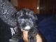 Shorkie Puppies for sale in Lathrop, CA, USA. price: $750