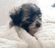 Shorkie Puppies for sale in Lawrenceville, GA, USA. price: $875