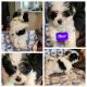 Shorkie Puppies for sale in Metter, GA 30439, USA. price: $80,000