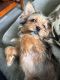 Shorkie Puppies for sale in Great Falls, VA, USA. price: NA