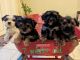 Shorkie Puppies for sale in Grand Mound, WA, USA. price: NA