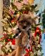 Shorkie Puppies for sale in Riverview, Florida. price: $1,000