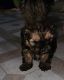Shorkie Puppies for sale in Waterloo, IA, USA. price: $850