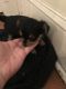 Shorkie Puppies for sale in Monticello, AR 71655, USA. price: $600