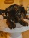 Shorkie Puppies for sale in Bruceville, Indiana. price: $650
