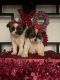 Shorkie Puppies for sale in Corona, California. price: $800
