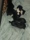 Shorkie Puppies for sale in Bronx, New York. price: $750