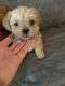 Shorkie Puppies for sale in Mobile, AL, USA. price: $750