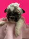 Shorkie Puppies for sale in Wesley Chapel, Florida. price: $975
