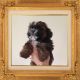 Shorkie Puppies for sale in Boston, MA, USA. price: NA