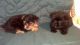 Shorkie Puppies for sale in Minneapolis, MN, USA. price: NA