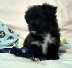 Shorkie Puppies for sale in Brookhaven, NY 11719, USA. price: NA