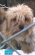 Shorkie Puppies for sale in Spencer, NC, USA. price: NA