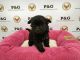 Shorkie Puppies for sale in Los Angeles, CA, USA. price: $1,050