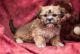 Shorkie Puppies for sale in Los Angeles, CA, USA. price: $500