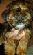 Shorkie Puppies for sale in Tampa, FL, USA. price: NA