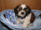 Shorkie Puppies for sale in Beaumont, TX, USA. price: NA