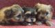Shorkie Puppies for sale in Roswell, GA, USA. price: NA