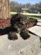 Shorkie Puppies for sale in Berkeley, CA, USA. price: NA