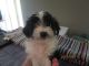 Shorkie Puppies for sale in Houston, TX, USA. price: $300