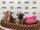Shorkie Puppies for sale in Los Angeles, CA, USA. price: $550