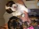 Shorkie Puppies for sale in Georgetown, DE 19947, USA. price: $400