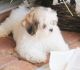 Shorkie Puppies for sale in Sarasota, FL 34241, USA. price: NA