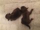 Shorkie Puppies for sale in Elgin, SC, USA. price: NA