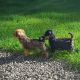 Shorkie Puppies for sale in Bremerton, WA, USA. price: $650