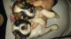 Shorkie Puppies for sale in West Fork, AR 72774, USA. price: NA