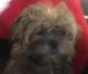 Shorkie Puppies for sale in Fairfax, VA, USA. price: $700