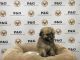 Shorkie Puppies for sale in Temple City, CA, USA. price: NA