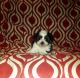 Shorkie Puppies for sale in Chicago, IL 60608, USA. price: NA