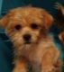 Shorkie Puppies for sale in Lake Village, IN 46349, USA. price: $550