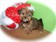 Shorkie Puppies for sale in Hammond, IN, USA. price: $1,000