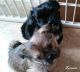Shorkie Puppies for sale in Greer, SC, USA. price: $600