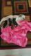 Shorkie Puppies for sale in MD-355, Bethesda, MD, USA. price: NA