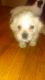 Shorkie Puppies for sale in Bronx County, NY, USA. price: NA