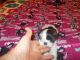 Shorkie Puppies for sale in Morehead, KY 40351, USA. price: NA