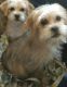 Shorkie Puppies for sale in Lake Village, IN 46349, USA. price: $375