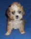 Shorkie Puppies for sale in Canton, OH, USA. price: NA